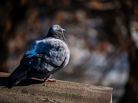 포토 JPG 해외이미지 동물 1 응시 얼굴 야생동물 자연 조류 거리 앉기 사람없음 야외 뷰티 노란색 머리 마을 고통 회색 관찰 도시 잠 기다림 닫기 깃털 싱글 비둘기 부리 혼자 생존 해외202310 해외포토 시선 감정 컬러 모션 신체부위 생태계 파일형식