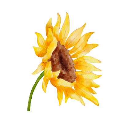JPG 해외이미지 일러스트 해바라기 미술 사람없음 손그림 해외202310 해외일러스트 꽃 문화예술 파일형식