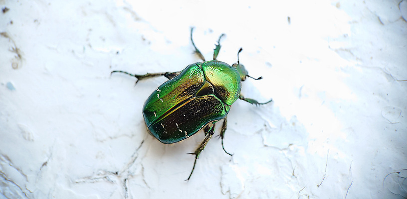 포토 JPG 해외이미지 1 곤충 백그라운드 무지개 사람없음 초록색 빛 큼 딱정벌레 갑옷 유라시아 해외202310 해외포토 자연요소 동물 유럽 아시아 컬러 보호장비 크기 파일형식