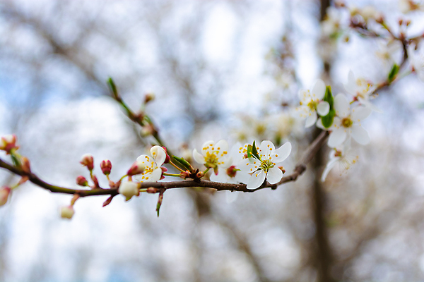 포토 JPG 해외이미지 나무 식물 계절 꽃잎 꽃 아시아 백그라운드 잎 꽃무늬 자연 벽지 사람없음 야외 장식 컬러풀 뷰티 정원 일본 봄 성장 벚꽃 흰색 나뭇가지 신선 개화 체리 소프트포커스 4월 묘사 꽃수술 엘리먼트 카피스페이스 현실 해외202310 해외포토 나라 컬러 무늬 과일 촬영기법 공백 날짜 생태계 파일형식