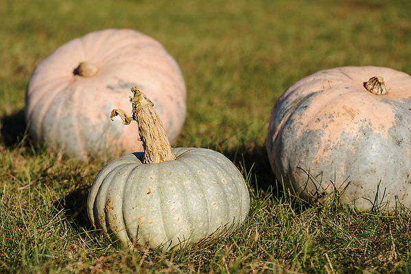 포토 JPG 해외이미지 전통 계절 음식 컬러 백그라운드 밭 농업 채소 오렌지 자연 호박 휴가 주택 사람없음 야외 장식 초록색 컬러풀 농장 정원 축제 할로윈 수확 가을 시골 축하 저녁 11월 유기농 추수감사절 10월 내추럴 구성 밭일 숙성 채식주의자 해외202310 해외포토 웰빙 산업 기독교 컨셉 과일 건물 날짜 야간 생태계 채식 파일형식