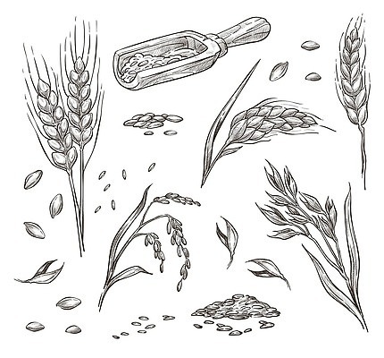 EPS 해외이미지 식물 음식 빵 줄기 밭 농업 일러스트 재료 자연 건조 흑백 건강 씨앗 농작물 농장 식사 빵집 수확 성장 신선 상품 낟알 스케치 시리얼 밀 다발 굽기 유기농 보리 윤곽 귀 밀가루 스파이크 밀짚 내추럴 고립 밭일 숙성 채식주의자 호밀 벡터 비건 귀리 해외202310 해외일러스트 웰빙 산업 곡류 촬영기법 미술 신체부위 상점 짚 가루 구이 생태계 채식 파일형식