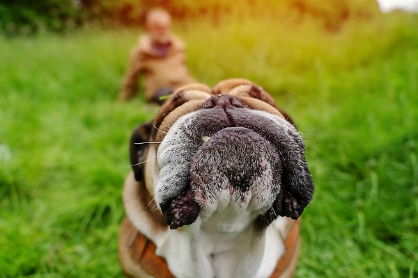 포토 JPG 해외이미지 동물 응시 공원 행복 얼굴 백그라운드 관계 자연 잉글랜드 안내 사랑 서기 성인 사람없음 야외 초록색 여름 반려동물 뷰티 갈색 우정 성장 주름 클래식 개 민들레 혀 불독 몸단장 송곳니 기르기 동반자 유래 특별함 순혈 해외202310 해외포토 시선 계절 공공시설 꽃 감정 컬러 컨셉 포유류 모션 영국 사람 신체부위 친구 입 치아 생태계 돌봄 파일형식