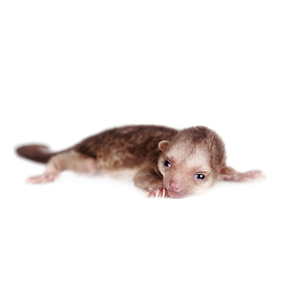 포토 JPG 해외이미지 스튜디오촬영 동물 응시 야생동물 백그라운드 잎 포유류 포옹 자연 생물 털 동물원 사람없음 뷰티 갈색 검은색 어둠 흰색 아기 중앙아메리카 닫기 작음 모피 자르기 호기심 그림 꼬리 부드러움 솜털 남쪽 숨김 경보 고립 해외202310 해외포토 식물 시선 감정 컬러 컨셉 안기 모션 실내 아메리카 사람 감각 크기 방향 생태계 파일형식