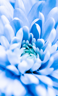 포토 JPG 해외이미지 식물 디자인 계절 꽃잎 꽃 컬러 백그라운드 컨셉 꽃무늬 자연 추상 휴가 국화 미술 사람없음 초록색 파란색 빛 뷰티 환경 봄 수확 성장 벚꽃 신선 신용카드 개화 선택 질감 복고 데이지 부드러움 내추럴 해외202310 해외포토 무늬 농업 문화예술 금융 감각 생태계 파일형식