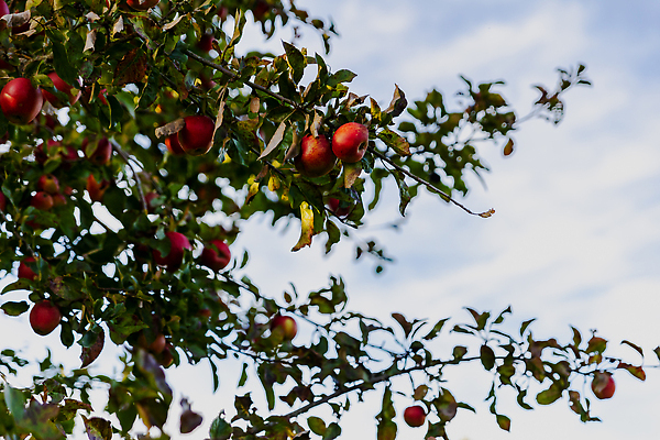 포토 JPG 해외이미지 나무 식물 계절 음식 컬러 백그라운드 잎 밭 농업 과일 자연 건강 사람없음 빨간색 초록색 농작물 농장 정원 수확 성장 나뭇가지 신선 달콤 사과 과수원 다발 유기농 내추럴 밭일 숙성 카피스페이스 해외202310 해외포토 웰빙 산업 공백 맛 생태계 파일형식
