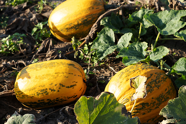 포토 JPG 해외이미지 식물 계절 음식 컨셉 잎 밭 농업 채소 오렌지 자연 호박 휴가 건강 사람없음 야외 장식 초록색 햇빛 농장 노란색 정원 맑음 할로윈 수확 성장 신선 9월 유기농 원예 박 추수감사절 10월 내추럴 땅바닥 숙성 세련 해외202310 해외포토 웰빙 산업 기독교 컬러 과일 날씨 바닥 취미 태양 날짜 생태계 파일형식
