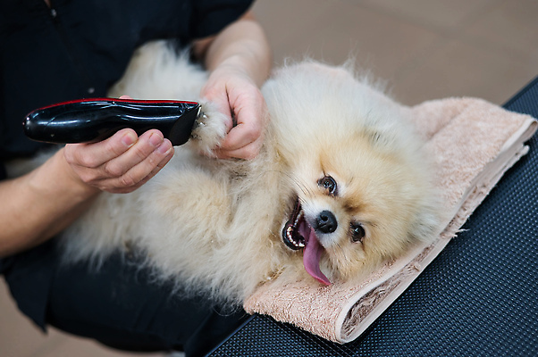 포토 JPG 해외이미지 손 신체부위 수건 눕기 뷰티 귀여움 이발 다듬기 바리깡 포메라니안 해외202310 해외포토 컨셉 모션 사람 위생용품 개 파일형식