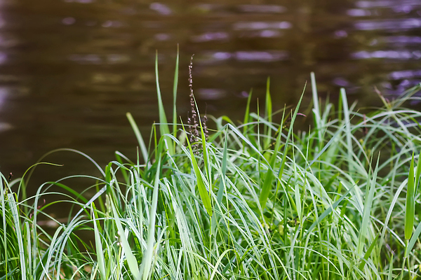 포토 JPG 해외이미지 계절 공원 유럽 여행 백그라운드 잎 모션 자연 휴가 사람없음 야외 초록색 물 강 뷰티 환경 정원 침묵 봄 폭포 흐름 추위 신선 개울 숲 시원함 내추럴 라트비아 전국 해외202310 해외포토 자연요소 식물 공공시설 나라 컬러 컨셉 북유럽 소리 생태계 파일형식