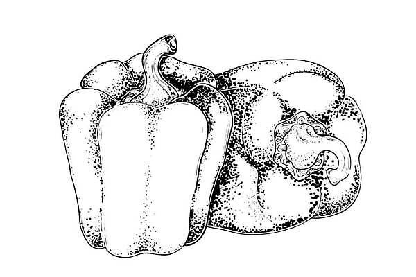 EPS 해외이미지 디자인 선 음식 컬러 조각 백그라운드 컨셉 채소 일러스트 멕시코 파프리카 그림자 요리 씨앗 그래픽 세트 세계 라벨 주방 검은색 수확 흰색 뜨거움 투명 달콤 맛 스케치 자르기 향신료 오브젝트 메뉴 매움 복고 윤곽 레시피 후추 찌그러짐 고립 꼬투리 숙성 할라피뇨 벡터 현실 해외202310 해외일러스트 식물 북아메리카 농업 모션 고추 프레임 미술 향미료 파일형식