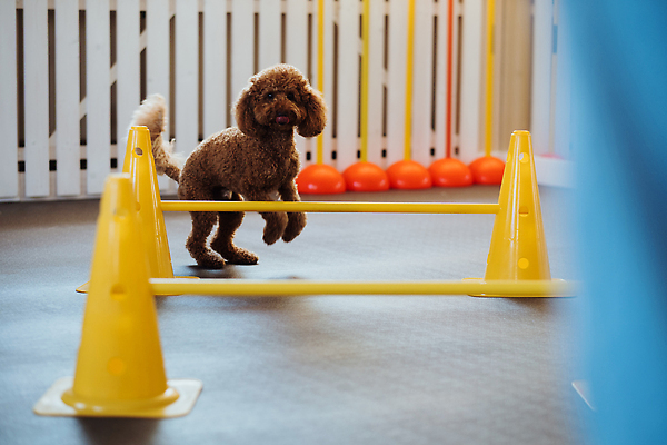 포토 JPG 해외이미지 동물 실내 사람없음 반려동물 개 푸들 기르기 순혈 해외202310 해외포토 포유류 내부 돌봄 파일형식