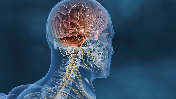 포토 JPG 해외이미지 뼈 사람모양 사람없음 3D 연결 뇌 생물학 신경기관 생명과학 해외202310 해외포토 모양 교육 과학 장기_의학 디지털합성 파일형식