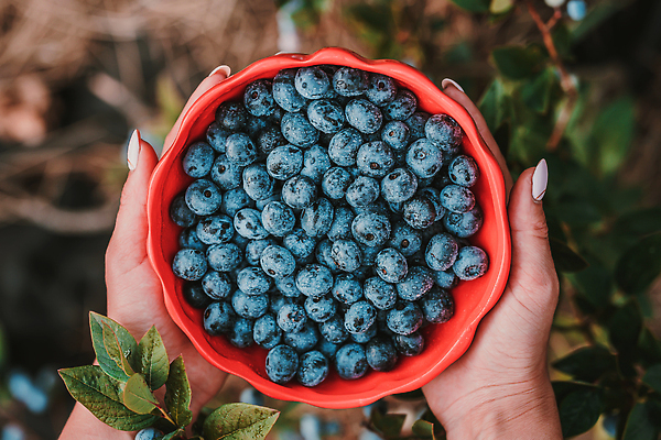 포토 JPG 해외이미지 열매 음료 음식 컬러 백그라운드 다이어트 과일 재료 자연 디저트 건강 관리 요리 사람없음 파란색 검은색 어둠 젖음 수확 신선 달콤 떨어짐 수집 민트 유기농 블루베리 날것 산딸기 탐색 블랙베리 내추럴 바이오 숙성 채식주의자 비건 슬로모션 해외202310 해외포토 식물 웰빙 컨셉 농업 촬영기법 맛 허브 생태계 채식 파일형식