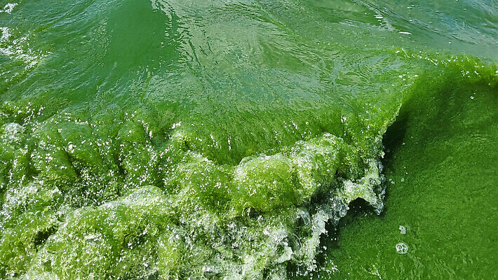 포토 JPG 해외이미지 디자인 모래 파도 바다 컬러 여행 백그라운드 자연 벽지 표면 추상 휴가 해변 사람없음 야외 초록색 물 모래사장 뷰티 환경 놀람 거품 흰색 투명 질감 에메랄드 항공촬영 생태학 이국적 터키석 해외202310 해외포토 자연요소 교육 감정 뷰포인트 무늬 표정 보석 생태계 파일형식