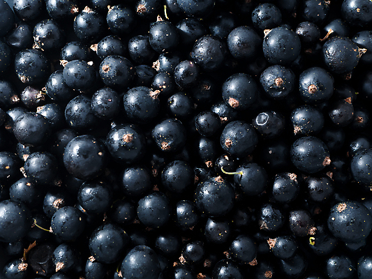 포토 JPG 해외이미지 식물 계절 열매 음식 컬러 백그라운드 패턴 농업 다이어트 과일 재료 건강 사람없음 여름 파란색 빛 검은색 어둠 수확 시골 신선 원형 그룹 시장 달콤 잼 유기농 질감 날것 비타민 블랙베리 흙더미 내추럴 건포도 바이오 생태학 숙성 채식주의자 많음 비건 맛있는 해외202310 해외포토 도형 웰빙 교육 산업 컨셉 무늬 포도 흙 소스_음식 맛 채식 건과일 영양소 파일형식 더미