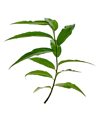 포토 JPG 해외이미지 나뭇잎 사람없음 성장 흰색 편집소스 해외202310 해외포토 컬러 잎 파일형식