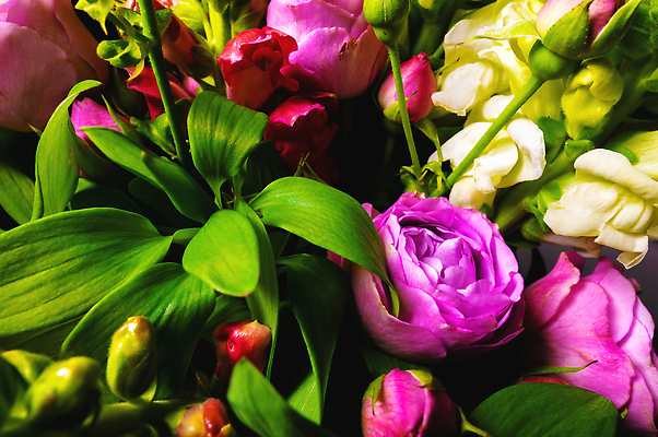 포토 JPG 해외이미지 식물 디자인 꽃잎 꽃 분홍색 꽃다발 결혼 백그라운드 꽃무늬 자연 결혼식 휴가 친절 발렌타인데이 선물 사랑 이벤트 사람없음 장식 초록색 뷰티 장미 낭만 수확 벚꽃 축하 신선 생일 그리기 우아함 다발 꽃집 구성 작약 많음 해외202310 해외포토 기념일 감정 컬러 컨셉 무늬 농업 모션 데이이벤트 상점 생태계 파일형식