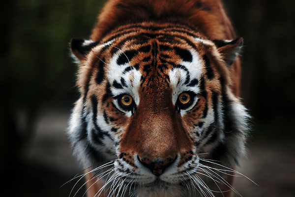 포토 JPG 해외이미지 동물 응시 시선 아시아 얼굴 야생동물 컬러 백그라운드 오렌지 포유류 자연 털 동양인 사람없음 뷰티 반사 머리 고양이 줄무늬 분노 흰색 표현 호랑이 닫기 위험 육식동물 사냥꾼 표범 시베리아 해외202310 해외포토 멸종위기종 직업 감정 나라 컨셉 무늬 과일 모션 인종 신체부위 반려동물 생태계 파일형식