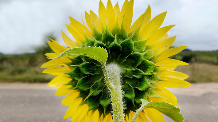 포토 JPG 해외이미지 식물 1 꽃잎 꽃 백그라운드 잎 꽃무늬 밭 농업 자연 하늘 날씨 해바라기 풍경 사람없음 야외 옆모습 초록색 여름 컬러풀 뷰티 농장 노란색 정원 어둠 성장 시골 개화 작음 큼 유기농 반전 내추럴 전경 해외202310 해외포토 웰빙 계절 산업 뷰포인트 컬러 컨셉 무늬 크기 생태계 파일형식 탑뷰