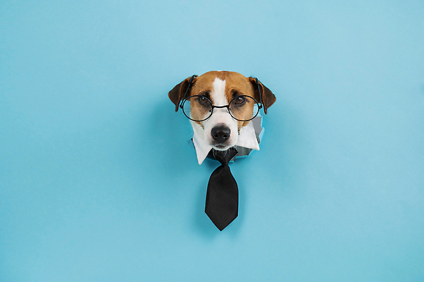 포토 JPG 해외이미지 한마리 하늘색 넥타이 사람없음 머리 강아지 파란배경 찢어짐 잭러셀테리어 안경낌 나오기 해외202310 해외포토 1 잡화 안경 백그라운드 모션 신체부위 파란색 반려동물 개 테리어 파일형식