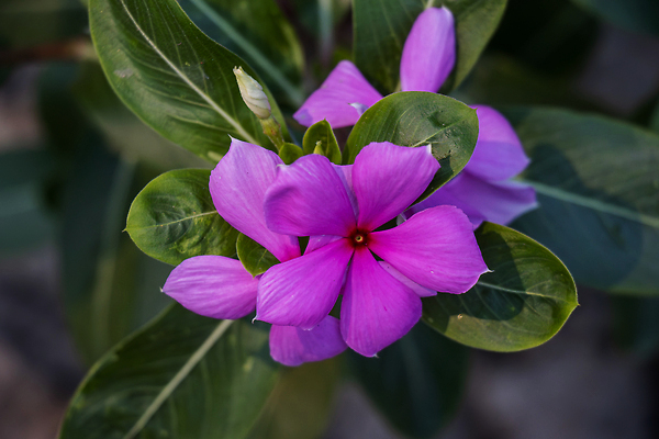 포토 JPG 해외이미지 식물 꽃 잎 꽃무늬 검은배경 사람없음 야외 장식 컬러풀 뷰티 정원 보라색 벚꽃 개화 허브 제비꽃 유기농 원예 장면 내추럴 마다가스카르 해외202310 해외포토 웰빙 컬러 백그라운드 무늬 취미 검은색 파일형식