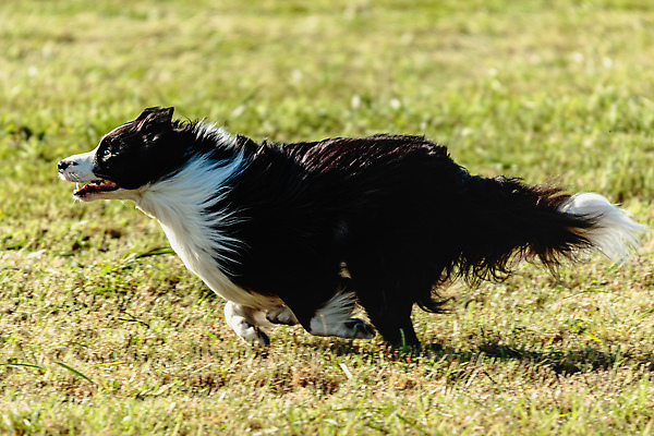포토 JPG 해외이미지 동물 1 공원 감정 스포츠 밭 모션 놀이 건강 사람없음 야외 초록색 여름 반려동물 달리기 뷰티 걷기 정원 점프 경쟁 에너지 가을 게임 시골 레이싱 잡기 개 유혹 속도 사냥 송곳니 기르기 전력질주 챔피언 순혈 해외202310 해외포토 계절 공공시설 컬러 컨셉 농업 포유류 시합 치아 돌봄 파일형식