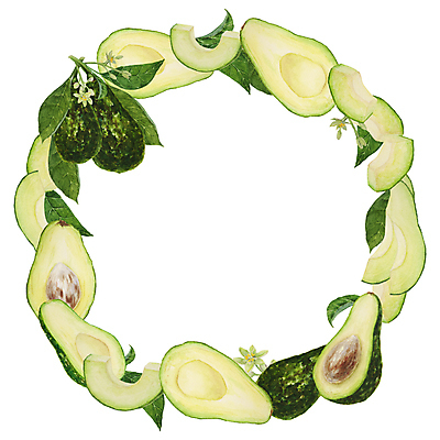 포토 JPG 해외이미지 조각 잎 단면 씨앗 사람없음 껍질 원형 테두리 손그림 아보카도 아보카도꽃 해외202310 해외포토 도형 식물 꽃 과일 파일형식