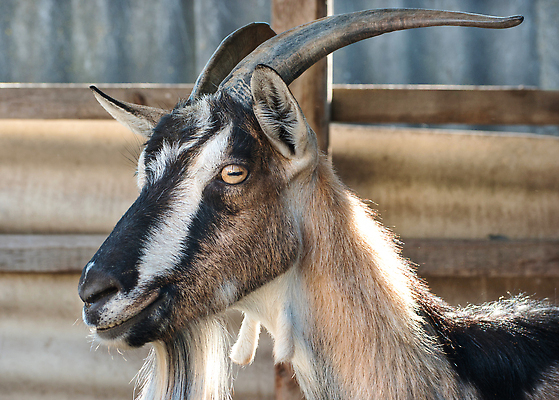 포토 JPG 해외이미지 동물 척추동물 계절 백그라운드 농업 포유류 자연 염소 수염 뿔 사람없음 야외 옆모습 세로 뷰티 농장 농경지 갈색 맑음 검은색 가축 봄 시골 해외202310 해외포토 산업 뷰포인트 컬러 날씨 생태계 파일형식
