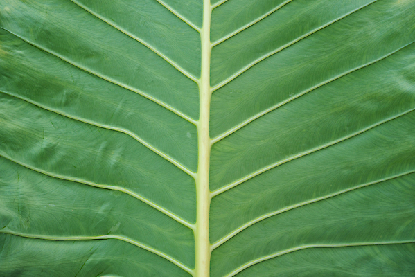 포토 JPG 해외이미지 나무 식물 계절 공원 컬러 백그라운드 잎 패턴 자연 벽지 추상 건강 풍경 사람없음 야외 목재 초록색 물 여름 뷰티 우주 환경 정원 어둠 봄 성장 신선 숲 작음 열대우림 묘사 유기농 질감 내추럴 항공촬영 많음 그리너리 미니멀 해외202310 해외포토 자연요소 웰빙 공공시설 뷰포인트 컨셉 무늬 재료 크기 생태계 파일형식 트랜드컬러