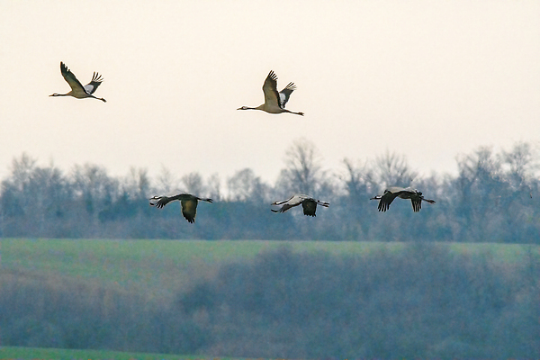 포토 JPG 해외이미지 동물 유럽 야생동물 백그라운드 자연 조류 하늘 성인 사람없음 야외 컬러풀 뷰티 환경 황무지 큼 가슴 깃털 기중기 부리 내추럴 궤 동물상 유라시아 해외202310 해외포토 나라 아시아 컬러 사람 신체부위 조형물 중장비 크기 생태계 파일형식