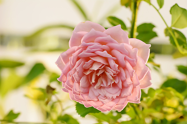 포토 JPG 해외이미지 식물 꽃잎 꽃 분홍색 꽃다발 백그라운드 꽃무늬 패턴 자연 발렌타인데이 사랑 사람없음 장식 빨간색 초록색 여름 뷰티 장미 정원 벚꽃 흰색 배열 해외202310 해외포토 계절 감정 컬러 무늬 데이이벤트 생태계 파일형식