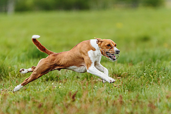 포토 JPG 해외이미지 동물 공원 행복 스포츠 셔츠 밭 포유류 모션 자연 놀이 건강 사람없음 야외 초록색 달리기 햇빛 뷰티 우주 정원 맑음 점프 검은색 경쟁 에너지 레이싱 잡기 개 유혹 강의 테리어 속도 호기심 사냥 사냥개 섬광 순간 순혈 해외202310 해외포토 공공시설 감정 컬러 컨셉 상의 농업 날씨 시합 태양 생태계 파일형식