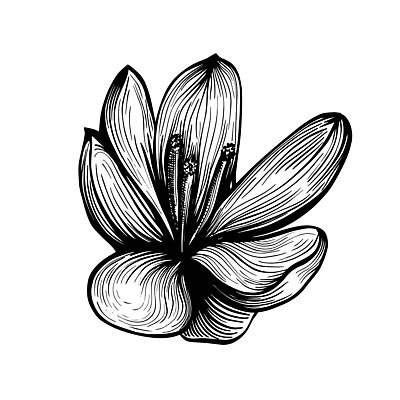 EPS 해외이미지 클립아트 식물 디자인 꽃잎 꽃 음식 일러스트 재료 자연 잉크 요리 약 주방 봄 벚꽃 꽃술 맛 낙서 스케치 자르기 인도인 허브 향신료 유기농 매움 향기 윤곽 아로마 손그림 향 아로마테라피 고립 꽃수술 사프란 채식주의자 벡터 맛있는 해외202310 해외일러스트 외국인 웰빙 계절 컨셉 의학 모션 미술 동양인 생태계 채식 냄새 테라피 향미료 파일형식