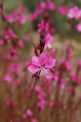 포토 JPG 해외이미지 식물 계절 꽃잎 꽃 줄기 분홍색 컬러 잎 자연 벽지 사람없음 야외 장식 가로 초록색 컬러풀 뷰티 장미 정원 일본 어둠 봄 벚꽃 흰색 신선 닫기 저녁 원예 화단 영원 많음 카피스페이스 해외202310 해외포토 아시아 컨셉 모션 취미 공백 야간 생태계 파일형식