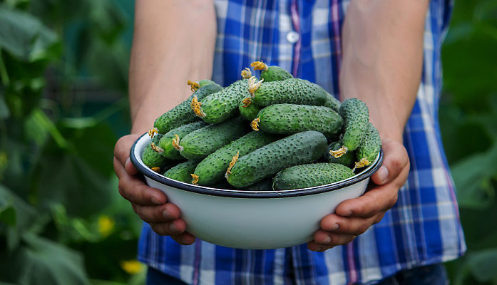 포토 JPG 해외이미지 식물 음식 백그라운드 잎 농업 다이어트 채소 자연 오이 건강 사람 사람없음 초록색 농작물 농장 정원 수확 성장 시골 신선 잡기 시장 농부 수집 먹기 유기농 원예 날것 내추럴 밭일 숙성 온실 채식주의자 해외202310 해외포토 직업 웰빙 산업 컬러 모션 취미 생태계 채식 파일형식