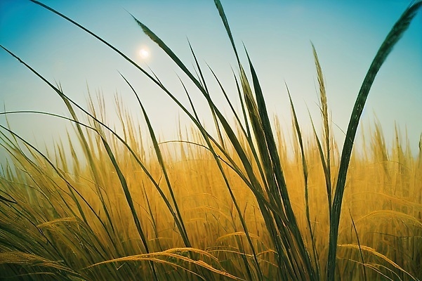 포토 JPG 해외이미지 식물 배너 계절 포스터 백그라운드 겨울 자연 추상 휴식 건조 갈대 풍경 사람없음 야외 빛 뷰티 갈색 노란색 평화 정원 추위 수확 가을 흰색 시골 황금 크리스탈 묘사 에코 유기농 서리 부드러움 내추럴 해외202310 해외포토 웰빙 컬러 컨셉 무늬 농업 환경 감각 광석 생태계 파일형식