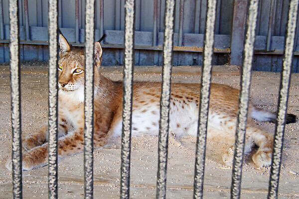 포토 JPG 해외이미지 모델 1 응시 여자 행복 유럽 얼굴 야생동물 신체 자연 털 건강 사람없음 야외 뷰티 갈색 우주 고양이 회색 흰색 화려 숲 피부 내추럴 돌봄 스타일 스라소니 해외202310 해외포토 동물 시선 감정 나라 컬러 컨셉 포유류 모션 사람 신체부위 반려동물 생태계 파일형식