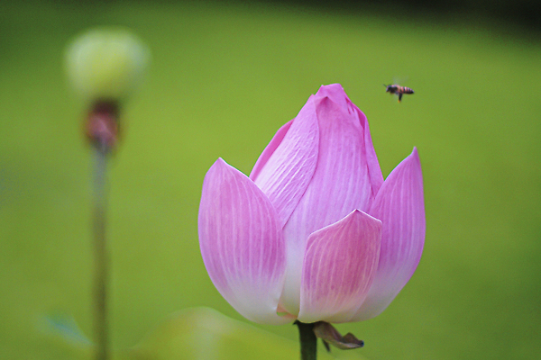 포토 JPG 해외이미지 식물 배너 계절 꽃잎 꽃 아시아 호수 줄기 분홍색 컬러 백그라운드 잎 꽃무늬 자연 사람없음 야외 초록색 물 햇빛 뷰티 정원 맑음 봄 벚꽃 신선 개화 소프트포커스 이슬 싱글 신성 동쪽 내추럴 블러 정중 해외202310 해외포토 자연요소 나라 컨셉 무늬 날씨 촬영기법 태양 방향 생태계 파일형식