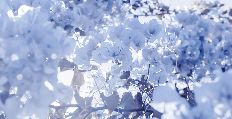 포토 JPG 해외이미지 꽃 백그라운드 나뭇잎 사람없음 파란색 나뭇가지 해외202310 해외포토 나무 식물 컬러 잎 파일형식