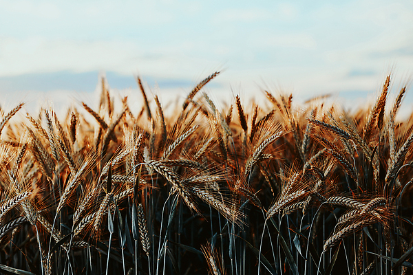 포토 JPG 해외이미지 식물 디자인 계절 음식 빵 백그라운드 밭 농업 자연 건조 건강 옥수수 씨앗 사람없음 야외 초록색 빛 농작물 태양 농장 농경지 노란색 농사 맑음 일몰 수확 성장 농촌 시골 황금 낟알 시리얼 밀 유기농 보리 밀짚 내추럴 밭일 숙성 호밀 해외202310 해외포토 자연요소 웰빙 산업 컬러 날씨 곡류 노을 짚 생태계 파일형식