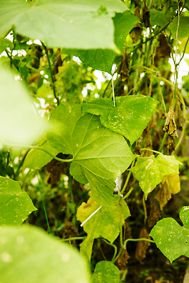 포토 JPG 해외이미지 식물 산업 줄기 컨셉 잎 농업 채소 자연 오이 매달리기 건강 사람없음 야외 초록색 농작물 농장 새싹 정원 흙 수확 성장 나뭇가지 시골 신선 선택 먹기 유기농 원예 비타민 건강식 모종 밭일 숙성 온실 채식주의자 세련 해외202310 해외포토 나무 웰빙 음식 컬러 모션 취미 생태계 채식 영양소 파일형식