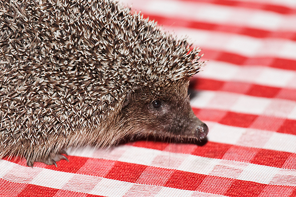 포토 JPG 해외이미지 동물 유럽 야생동물 백그라운드 포유류 자연 영국 생물 사람없음 야외 가로 초록색 반려동물 갈색 정원 못 가시 보호 설치류 숲 작음 척추 날카로움 주둥이 서식지 고슴도치 내추럴 해외202310 해외포토 나라 컬러 컨셉 뼈 공구 크기 생태계 파일형식