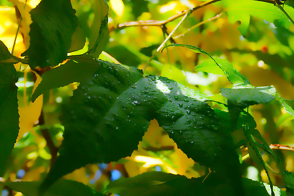 포토 JPG 해외이미지 식물 실루엣 단풍 잎 자연 하늘 풍경 사람없음 야외 목재 빨간색 초록색 컬러풀 뷰티 노란색 가을 나뭇가지 수면 떨어짐 강렬 해외202310 해외포토 나무 계절 컬러 컨셉 재료 촬영기법 물 생태계 파일형식