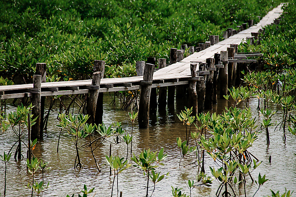 포토 JPG 해외이미지 길 백그라운드 자연 사람없음 야외 초록색 환경 보호 습지 환경보전 친환경 생태계 지구온난화 서식지 유지 기후변화 생태학 지구의날 회복 해외202310 해외포토 교육 기념일 컬러 컨셉 날씨 변화 사회이슈 파일형식