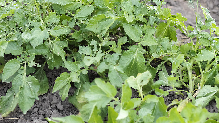 포토 JPG 해외이미지 식물 계절 산업 문화 음식 잎 밭 농업 채소 자연 감자 풍경 사람없음 초록색 여름 농작물 햇빛 농장 농경지 정원 흙 수확 성장 시골 신선 땅 유기농 내추럴 땅바닥 밭일 줄서기 세련 해외202310 해외포토 웰빙 컬러 모션 바닥 태양 생태계 파일형식