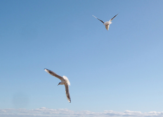 포토 JPG 해외이미지 동물 응시 야생동물 포즈 날개 모션 갈매기 조류 사람없음 옆모습 햇빛 평화 맑음 화목 자유 흰색 비행 큼 순수 깃털 부리 내추럴 독립 무료 해외202310 해외포토 시선 뷰포인트 컬러 컨셉 날씨 태양 크기 파일형식