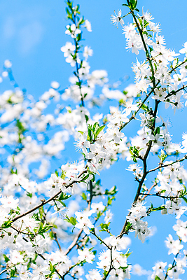 포토 JPG 해외이미지 나무 하늘색 백그라운드 자연 하늘 사람없음 벚꽃 화려 해외202310 해외포토 식물 꽃 컨셉 파란색 생태계 파일형식