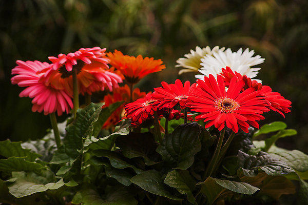 포토 JPG 해외이미지 식물 계절 꽃잎 꽃 분홍색 컬러 꽃다발 백그라운드 잎 꽃무늬 자연 사람없음 장식 초록색 여름 컬러풀 뷰티 정원 봄 벚꽃 신선 개화 꽃집 묘사 싱글 원예 데이지 거베라 잡종 내추럴 해외202310 해외포토 무늬 취미 상점 생태계 파일형식