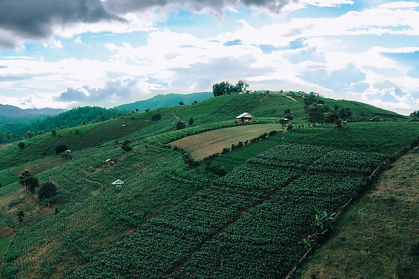 포토 JPG 해외이미지 식물 음식 밭 농업 자연 옥수수 사람없음 야외 농작물 농장 농경지 환경 봄 수확 성장 시골 땅 유기농 장면 내추럴 밭일 세련 해외202310 해외포토 웰빙 계절 산업 곡류 생태계 파일형식