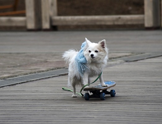 포토 JPG 해외이미지 동물 사람없음 목재 흰색 스케이트보드 승차 해외202310 해외포토 나무 컬러 재료 모션 보드_스포츠 파일형식